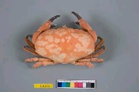 藏品(亞齒愛潔蟹)的圖片